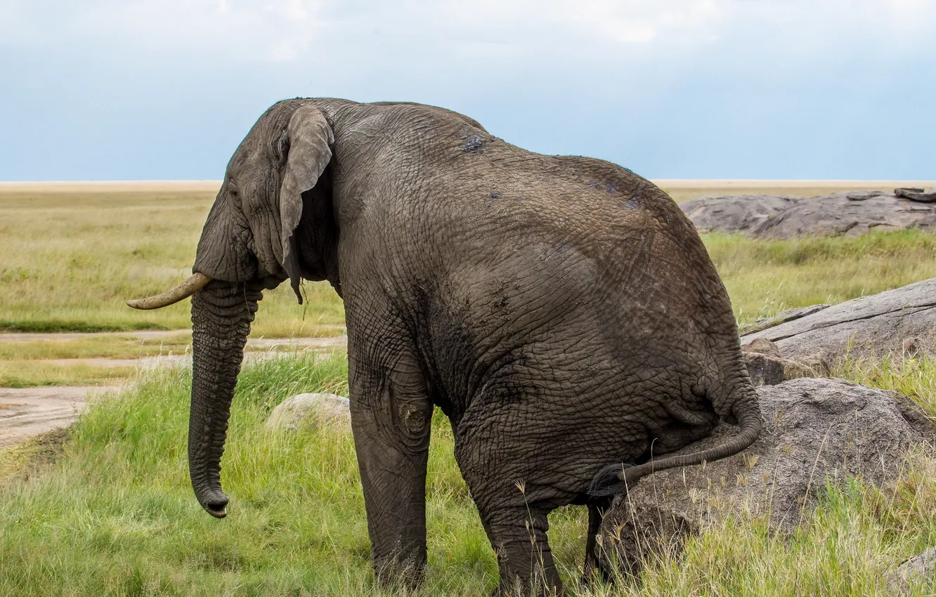 Photo wallpaper nature, background, elephant