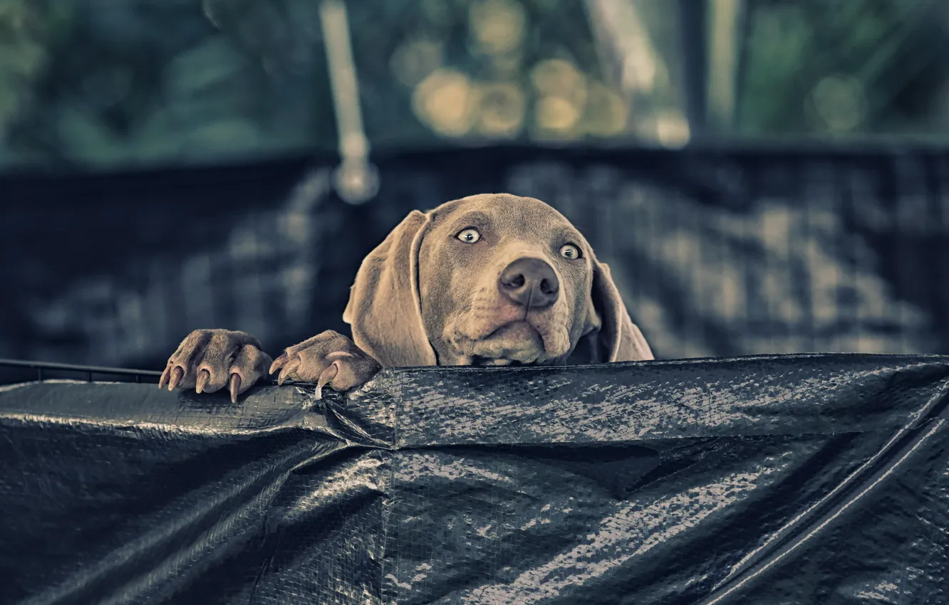 Photo wallpaper look, each, dog