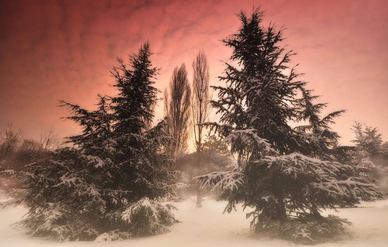 Photo wallpaper winter, forest, snow, trees