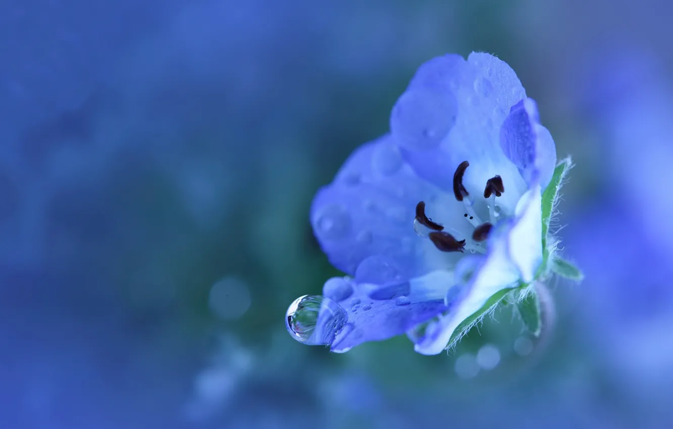Photo wallpaper flower, water, drops, macro, freshness, blue, nature, Rosa