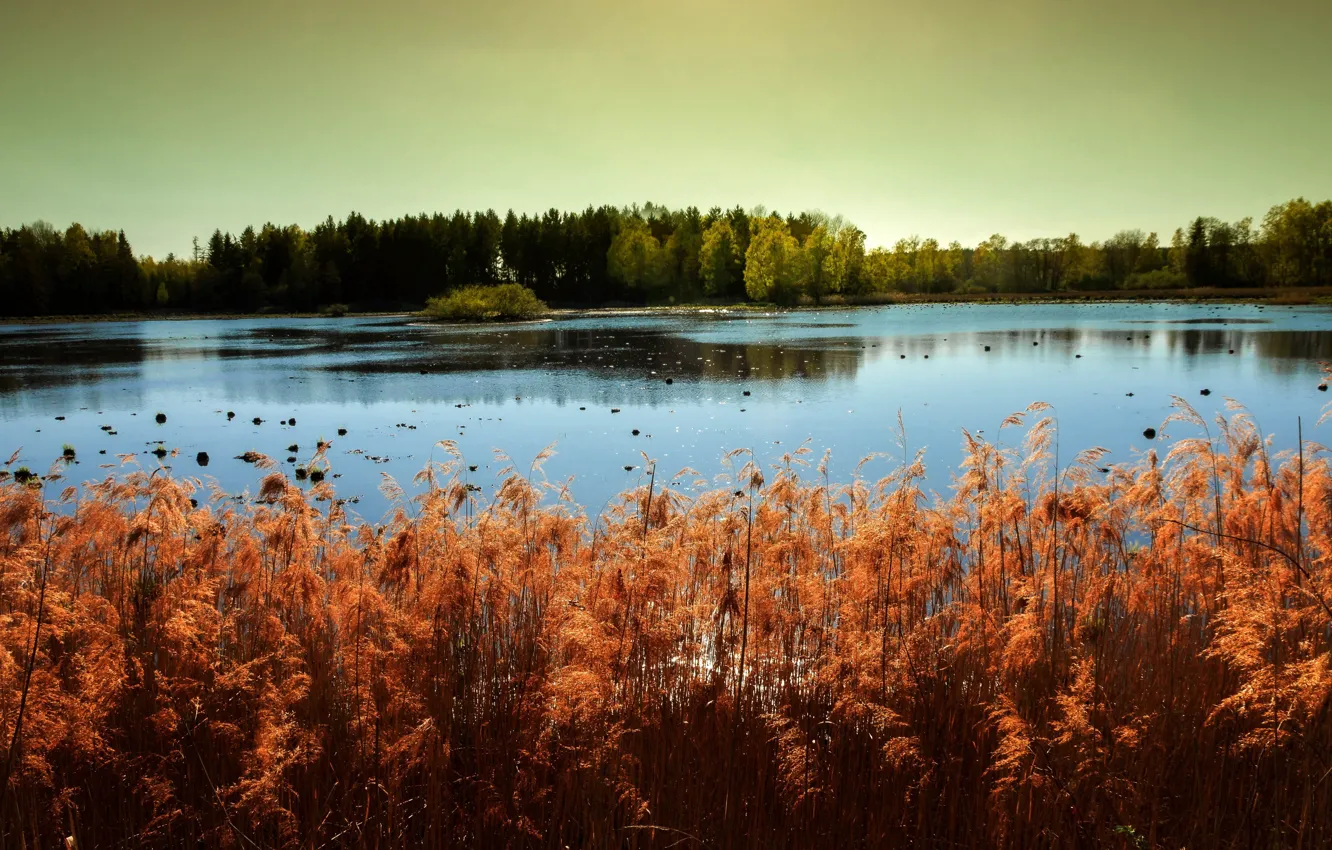 Photo wallpaper Thuringia, Saale-Orla-Kreis, Tremble