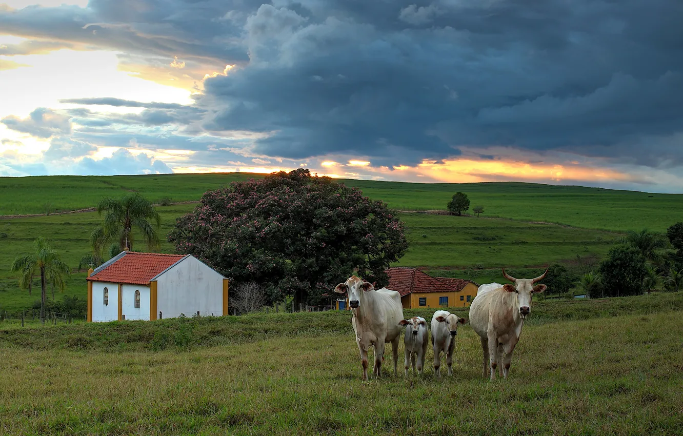 Photo wallpaper field, the sky, clouds, clouds, hills, spring, cows, village