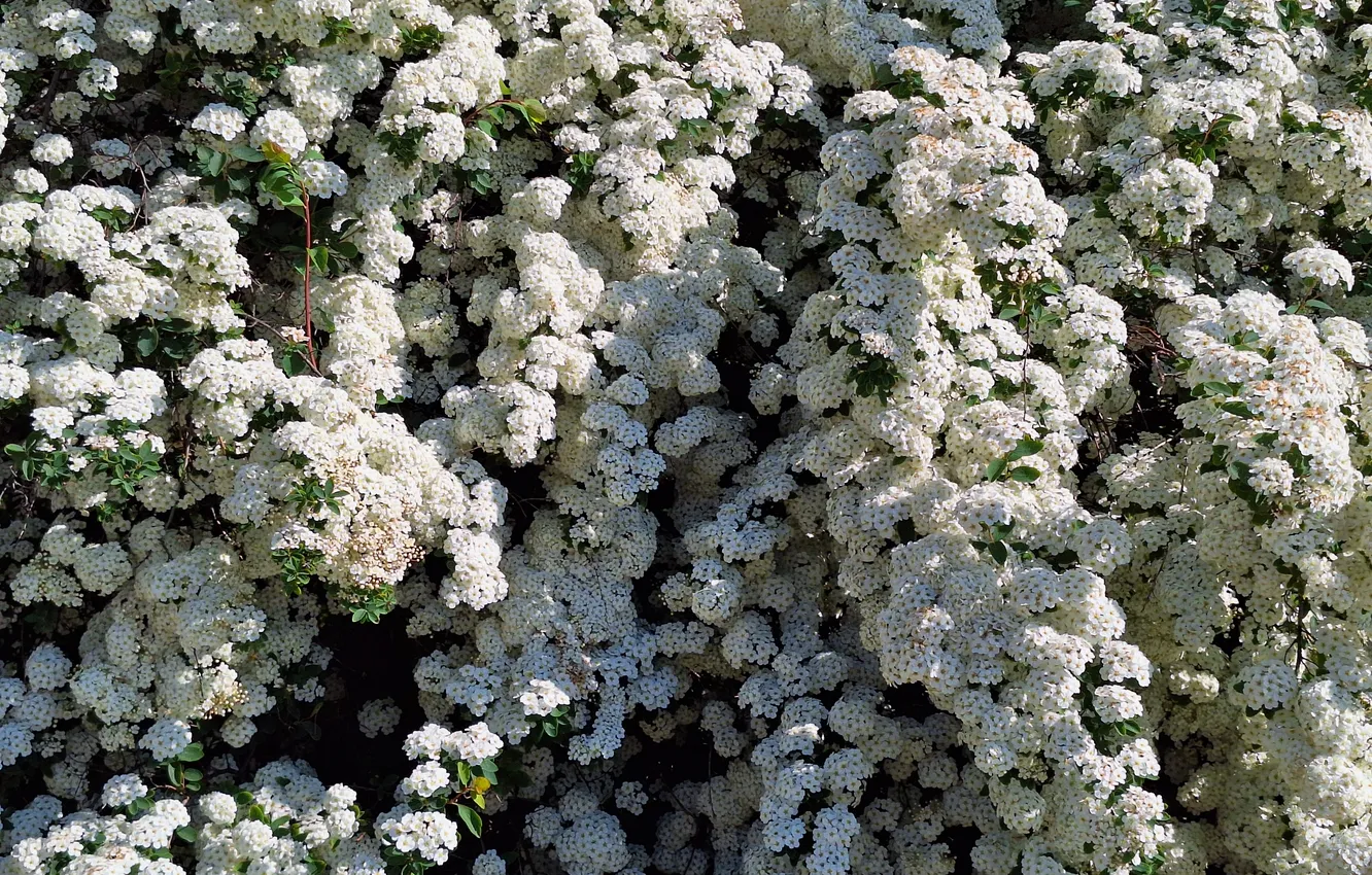 Photo wallpaper Flowers, White, Shrub