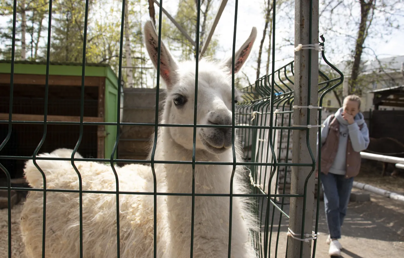 Photo wallpaper zoo, Lama, NSK, Novosibirsk, birch grove, Archanicum, Canon 200D