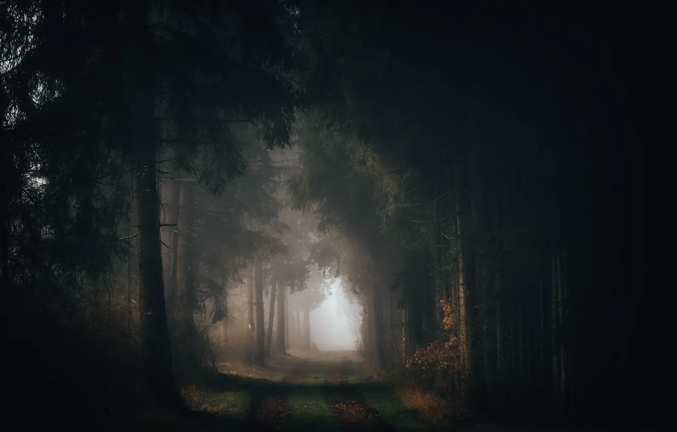 Photo wallpaper road, forest, nature