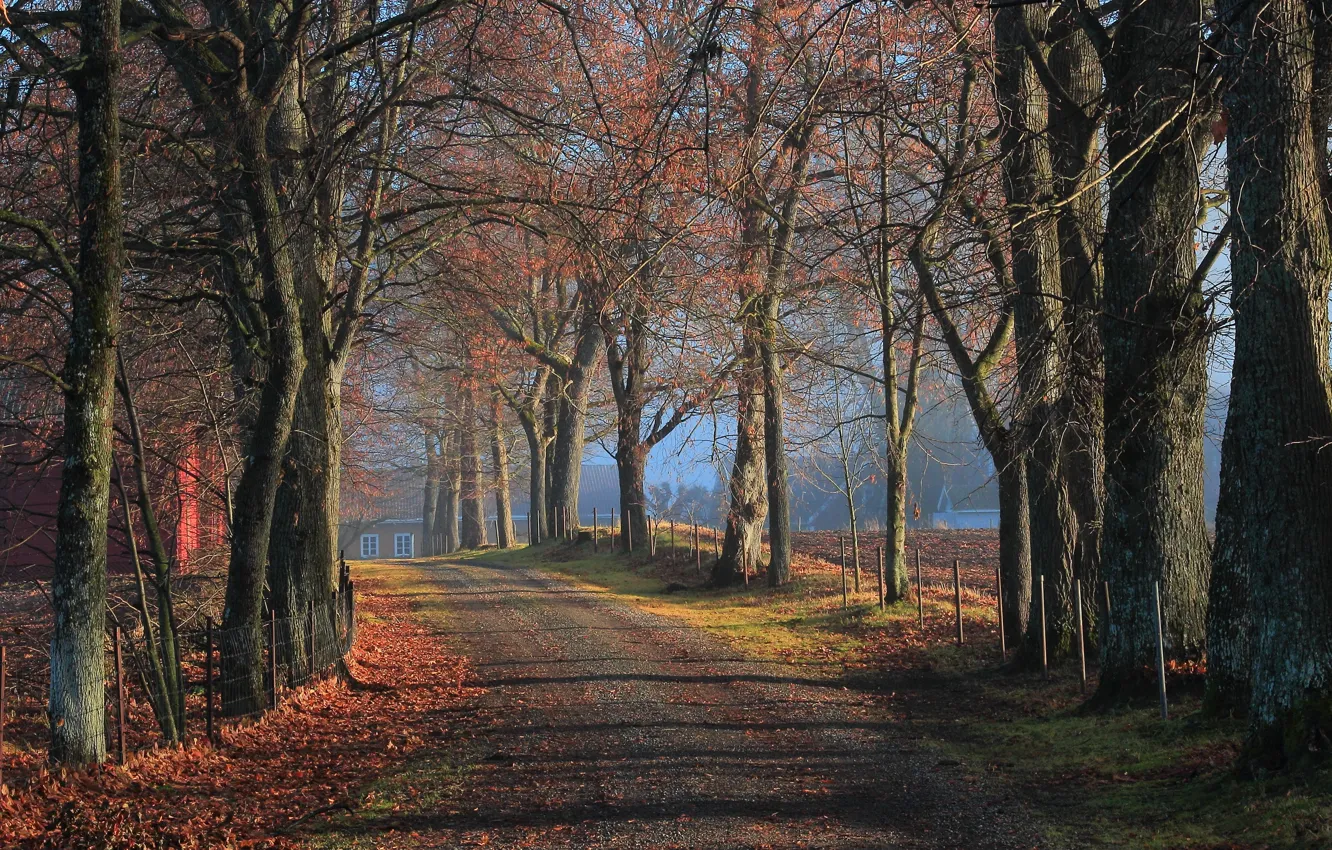 Photo wallpaper road, autumn, November in the Alley