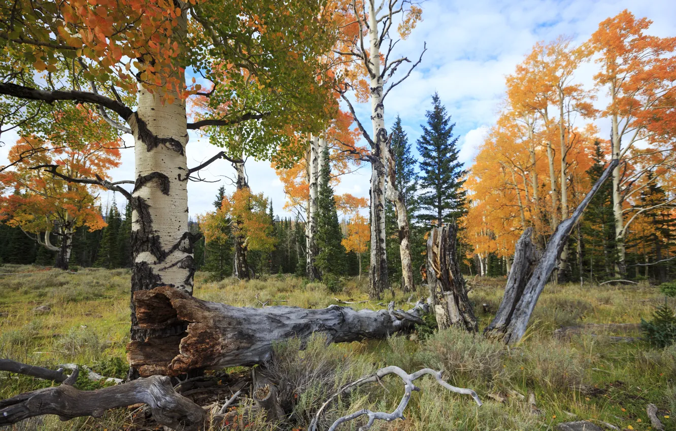 Photo wallpaper autumn, leaves, trees, Park, colorful, nature, park, autumn