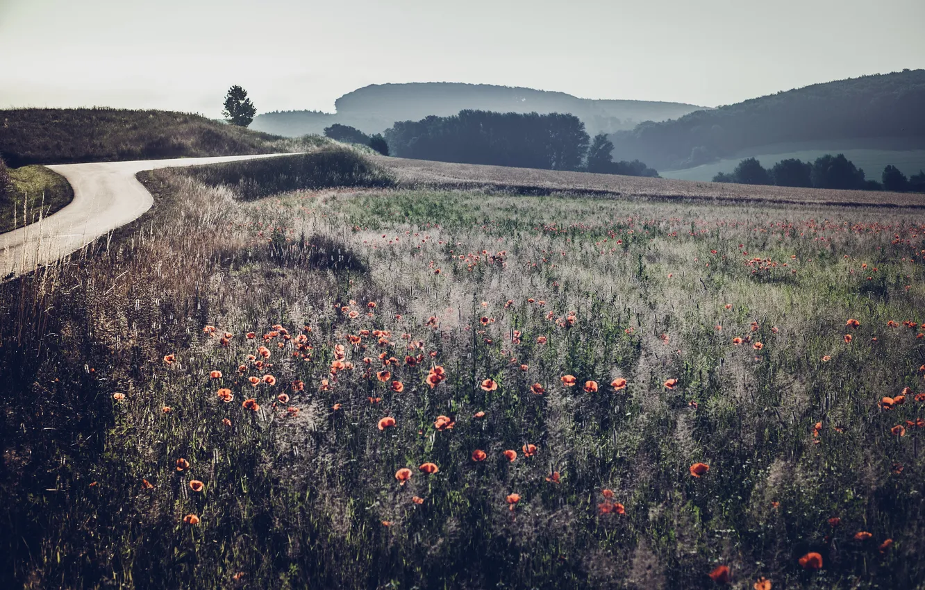 Photo wallpaper road, field, nature