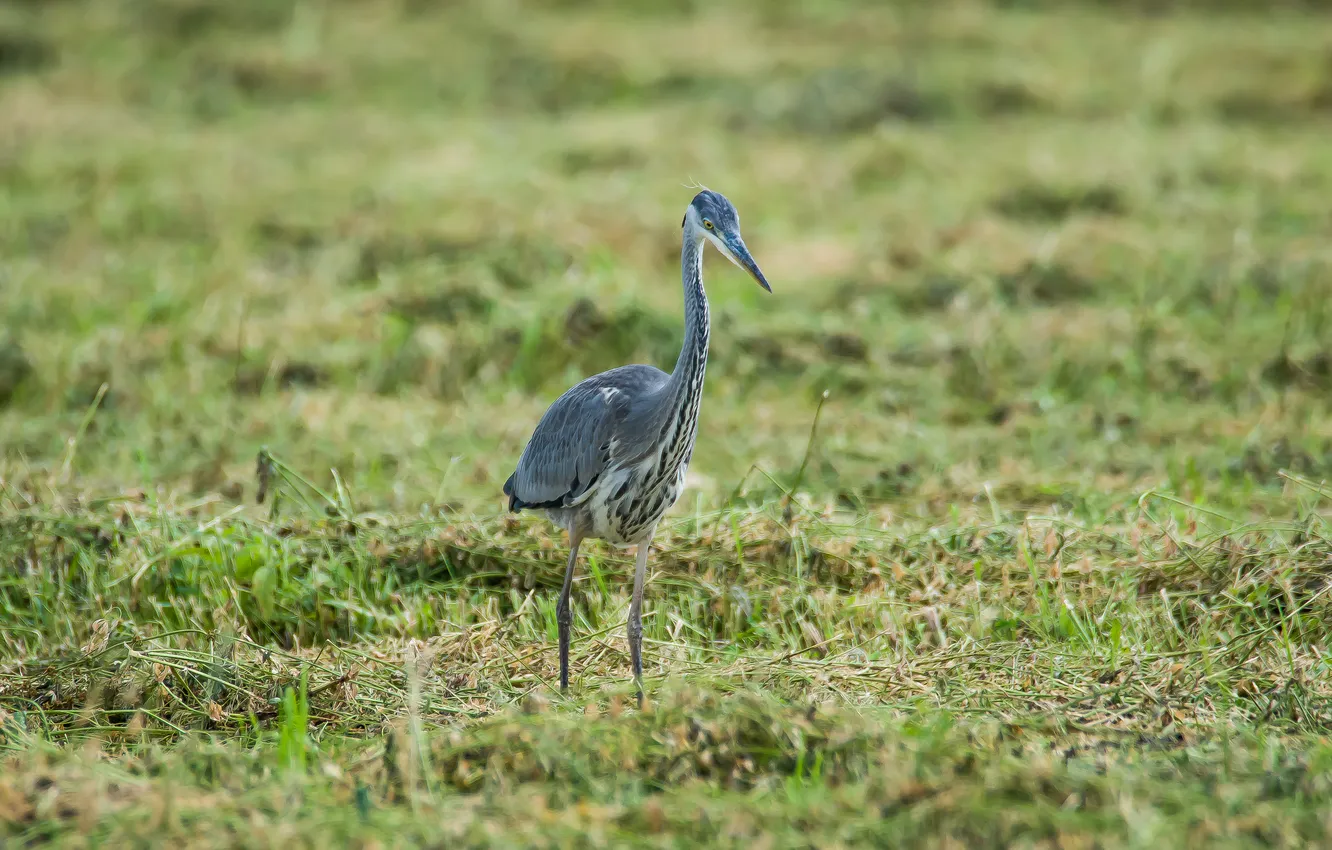 Photo wallpaper field, summer, nature, bird, young heron