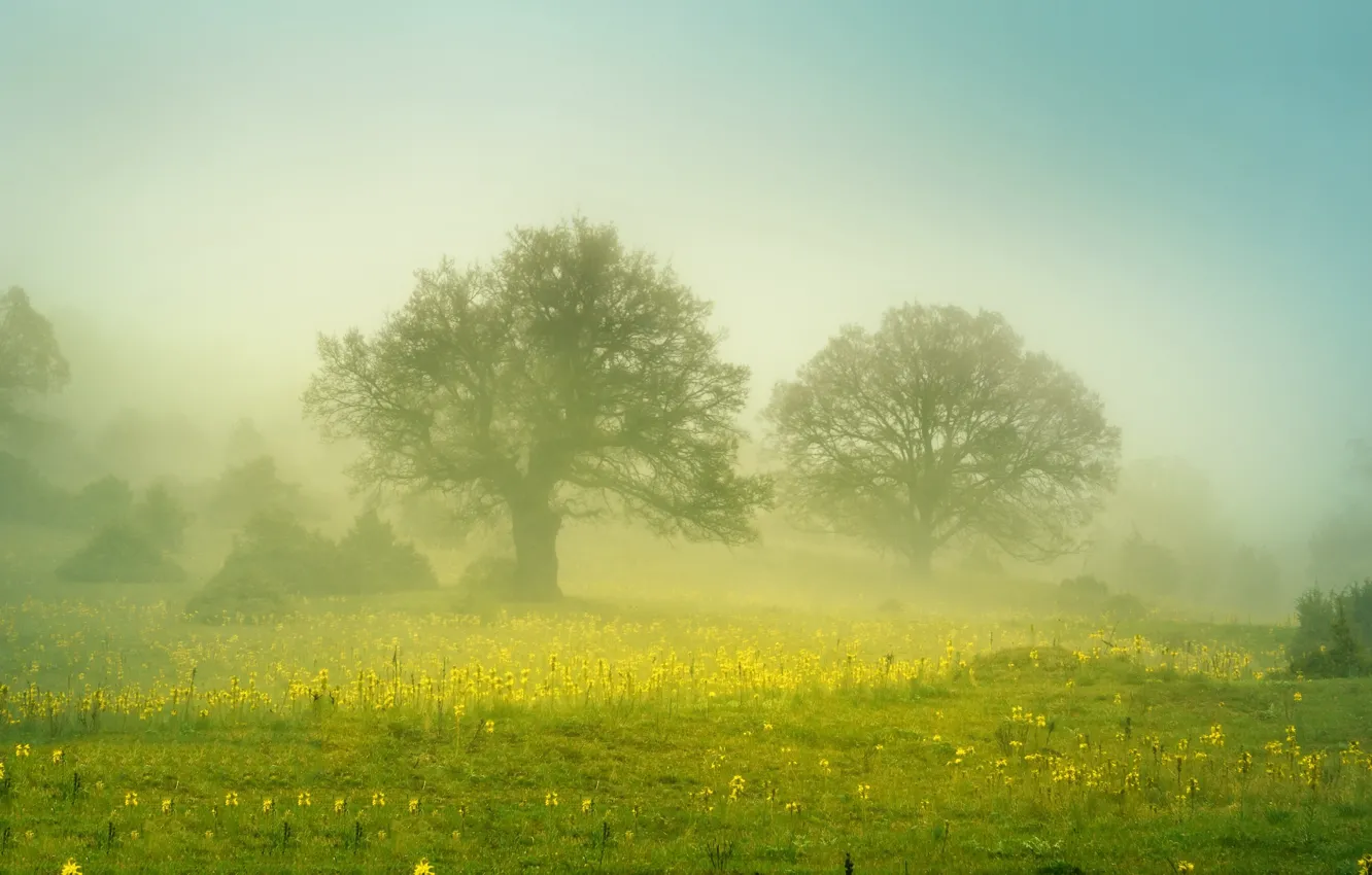Photo wallpaper field, flowers, fog