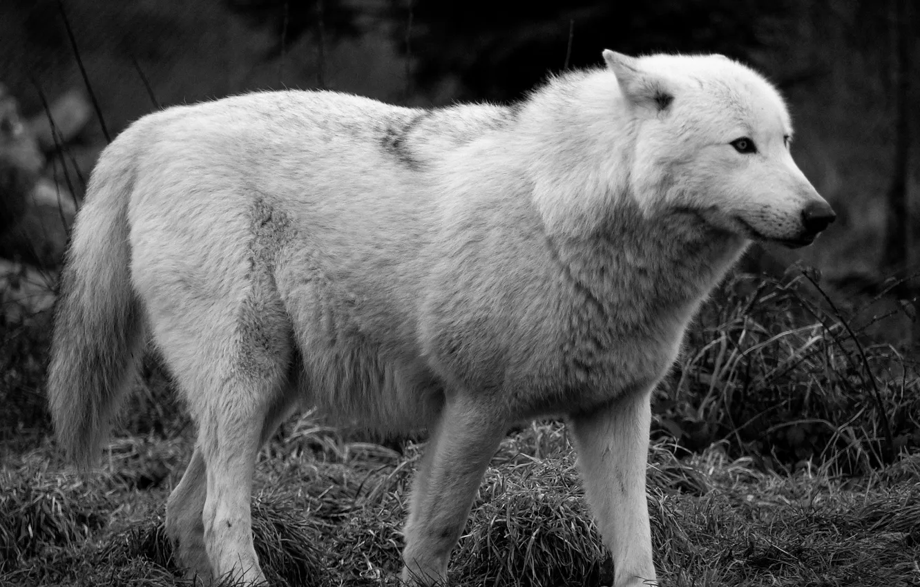 Photo wallpaper Predator, wolf, portrait, portrait., Canis lupus. face