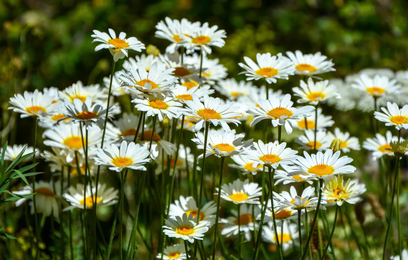 Photo wallpaper summer, flowers, glade, chamomile, meadow, white, a lot