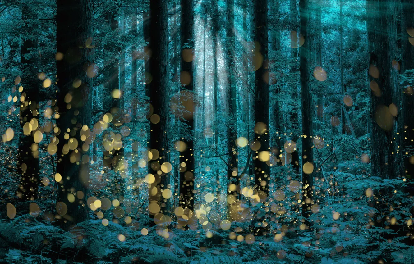 Photo wallpaper trees, firefly, longexposure, Shining forest