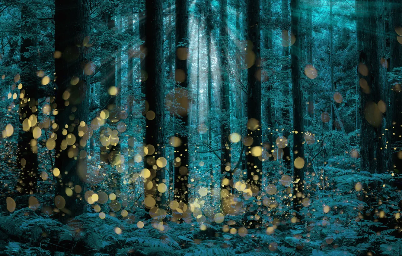 Photo wallpaper trees, Firefly, longexposure, Shining forest