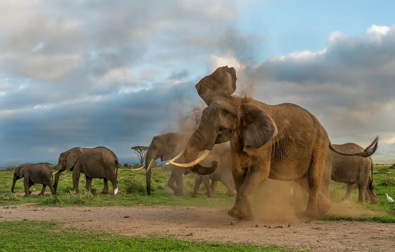 Photo wallpaper road, the sky, clouds, nature, pose, elephant, dust, Savannah