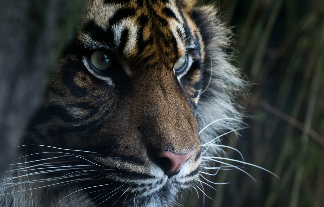 Photo wallpaper eyes, look, face, predator, Sumatran tiger