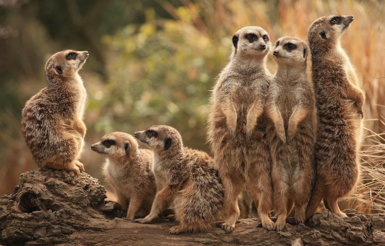 Photo wallpaper animals, nature, group, meerkats, company, a lot, stand, meerkat