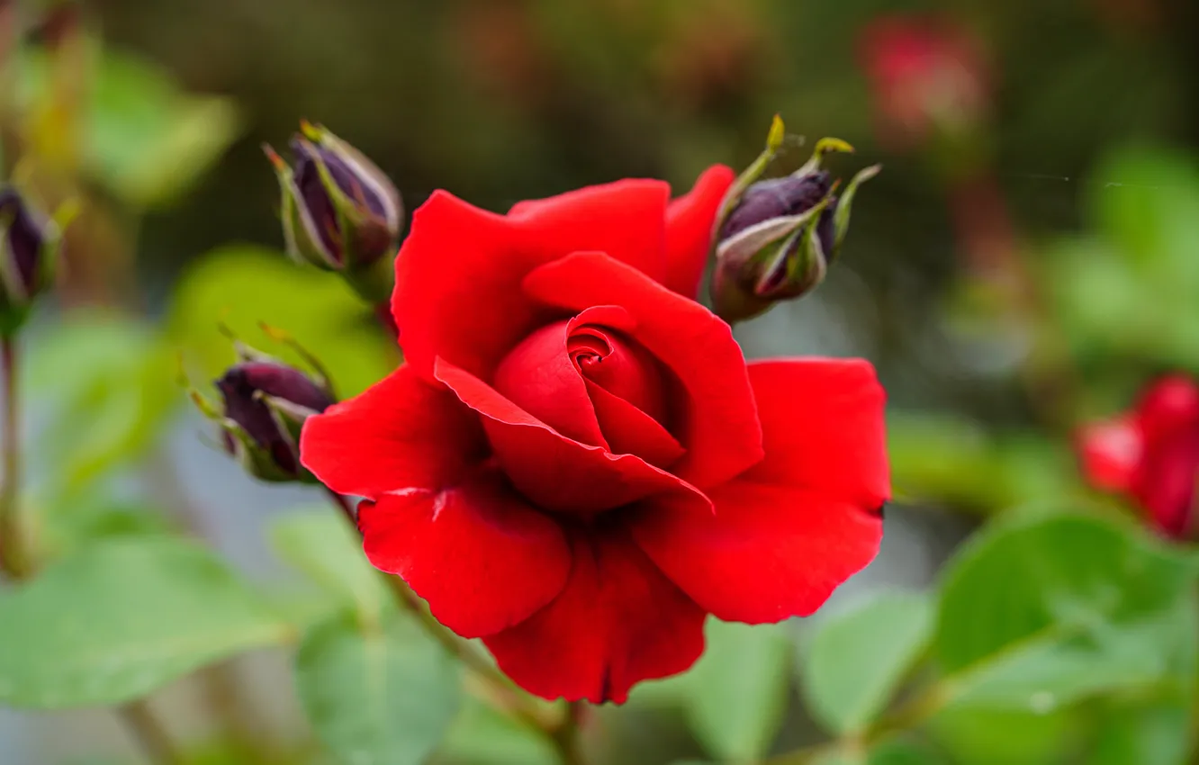 Photo wallpaper leaves, macro, flowers, red, roses, buds
