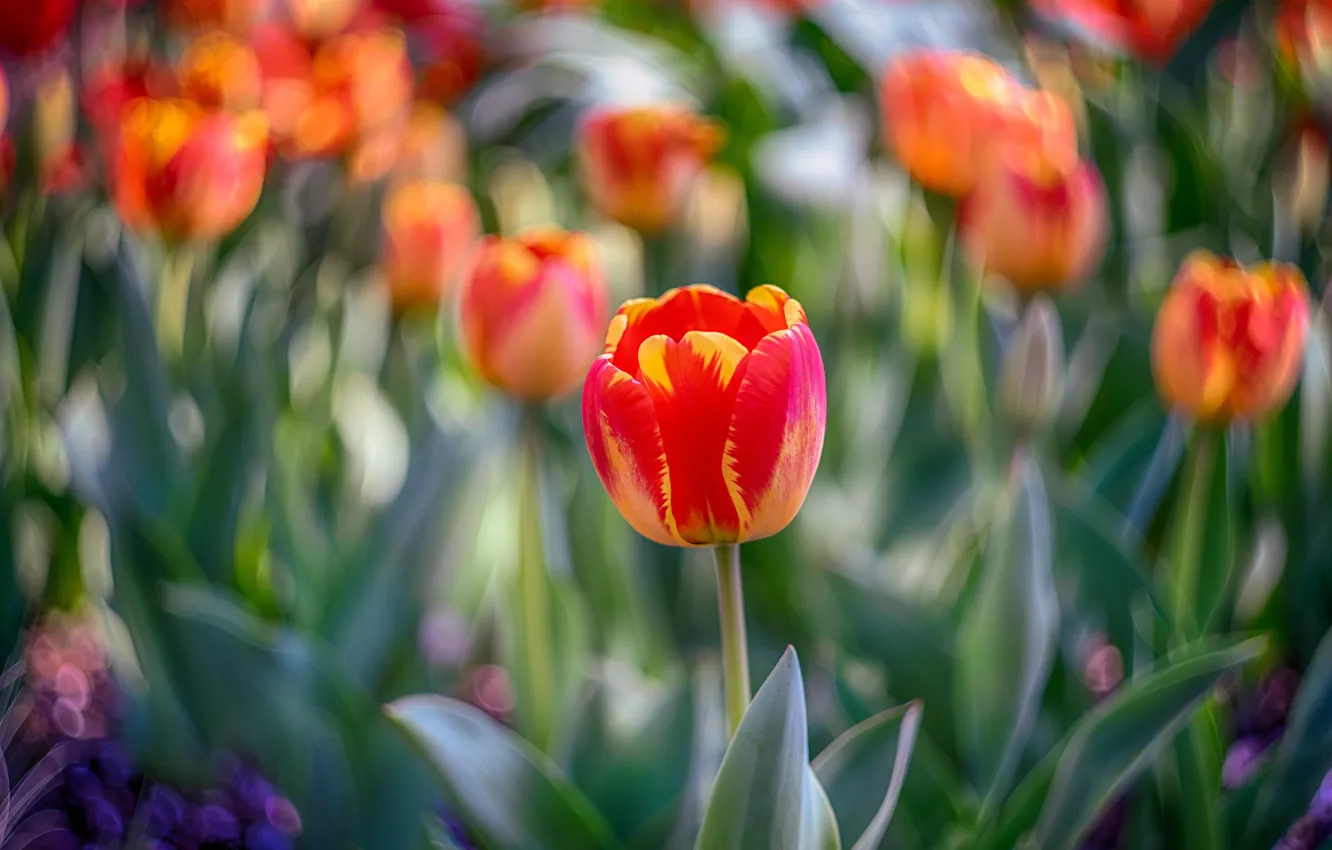 Photo wallpaper leaves, flowers, red, bright, blur, spring, garden, tulips
