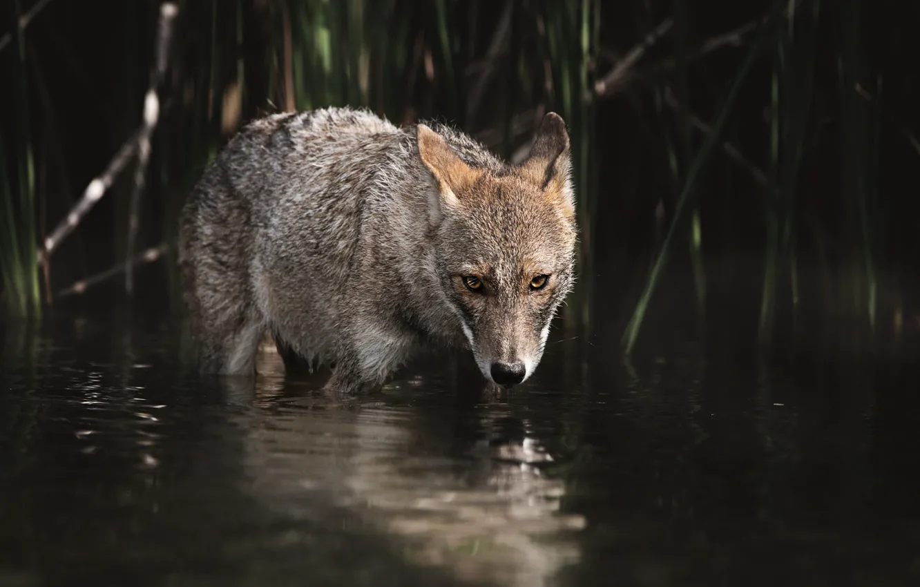 Photo wallpaper look, water, the dark background, wolf, bathing, pond, coyote