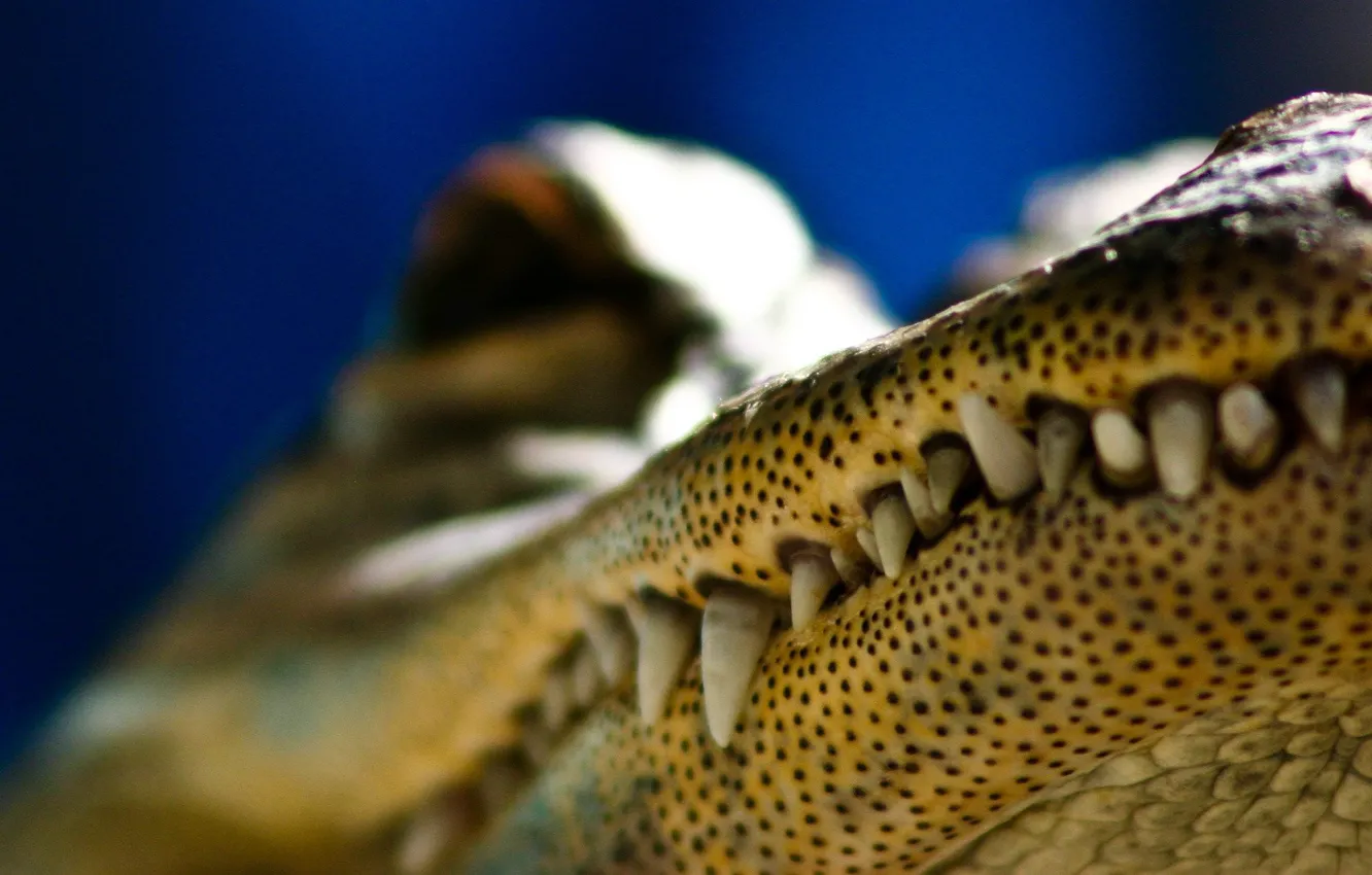 Photo wallpaper point, crocodile, Teeth