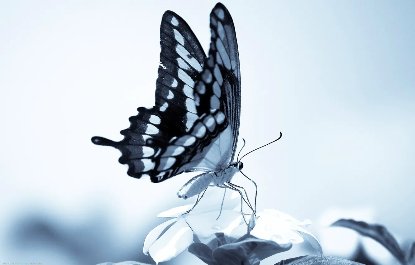 Photo wallpaper butterfly, wings, proboscis