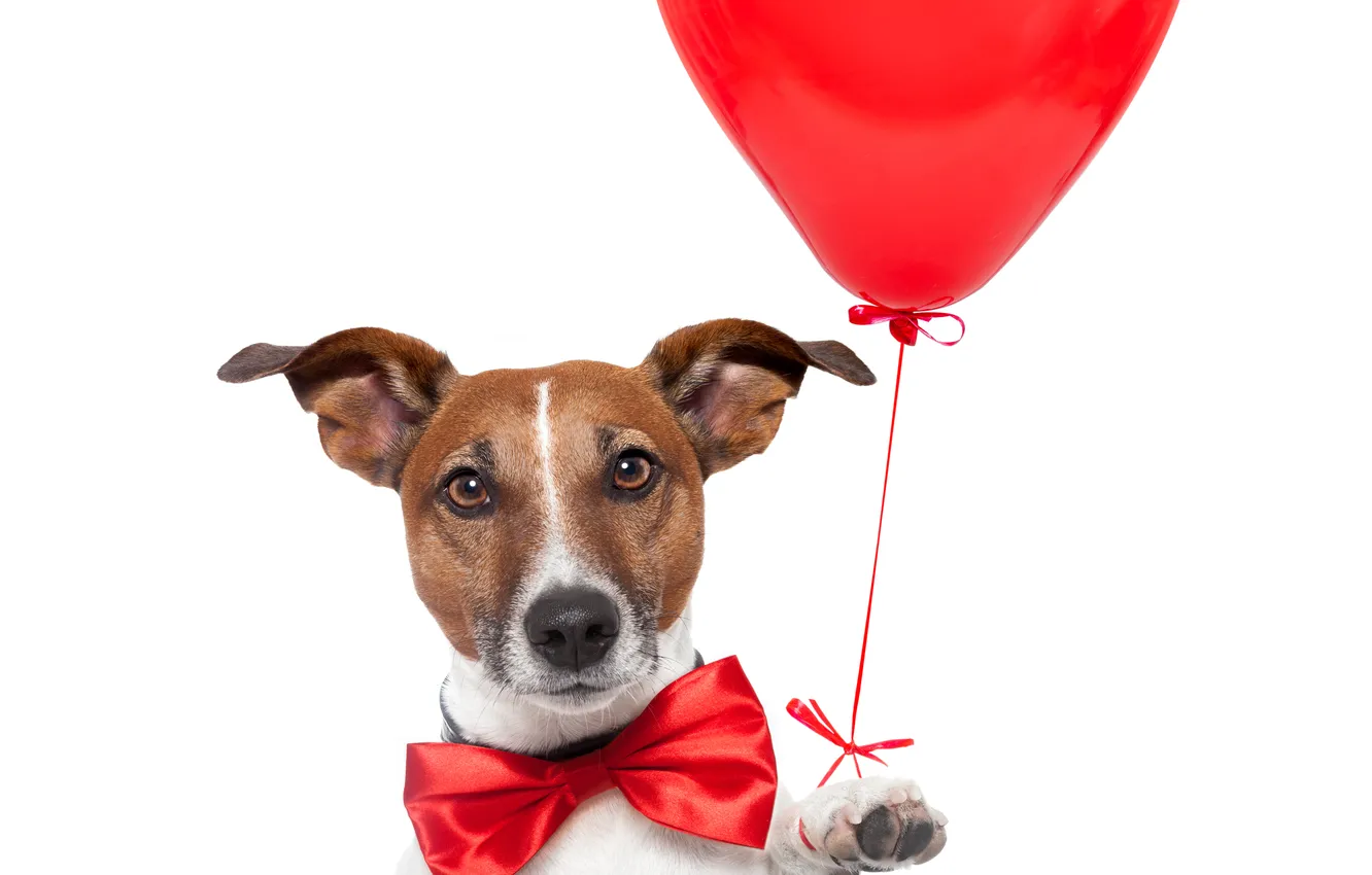 Photo wallpaper red, heart, dog, balloon