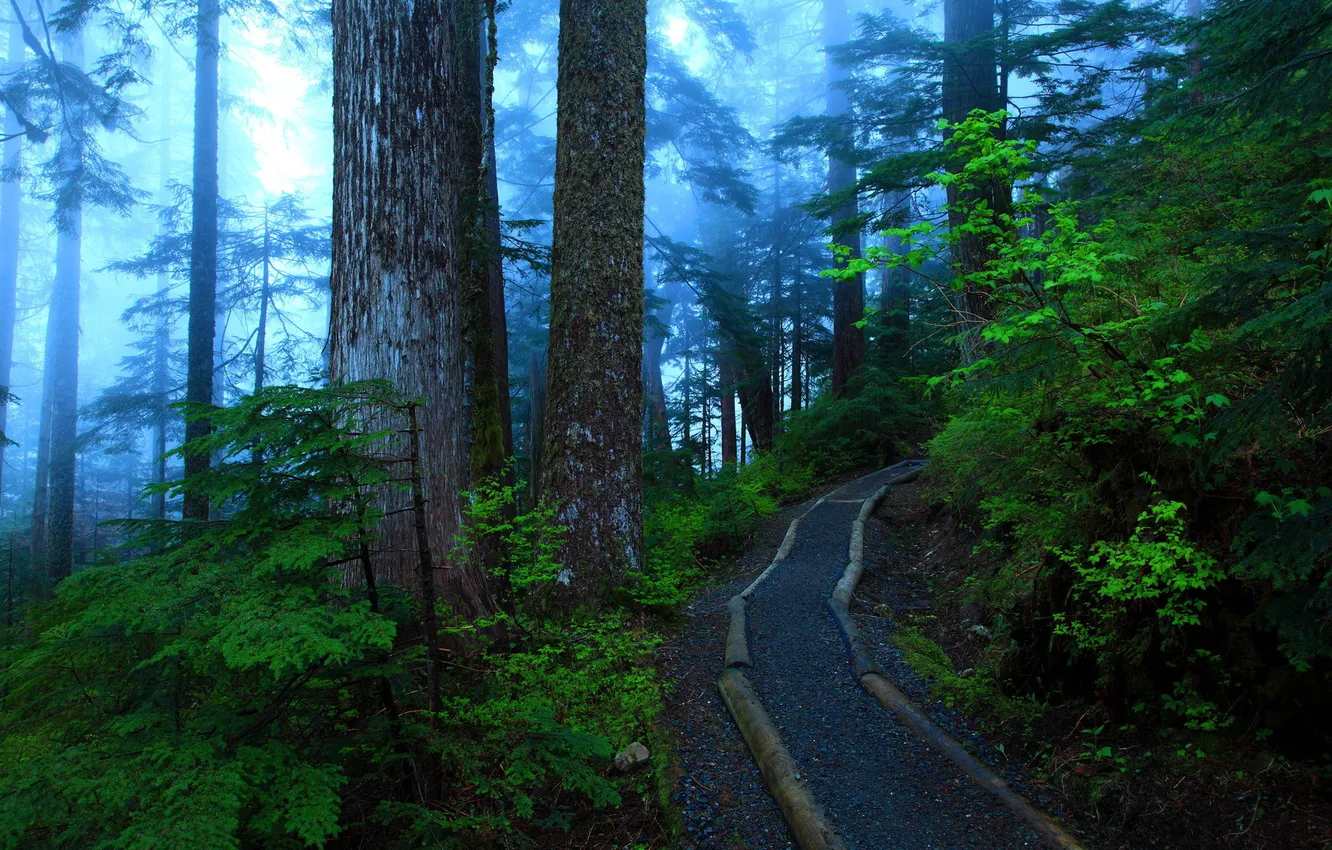 Photo wallpaper forest, trees, nature, fog, photo, trail