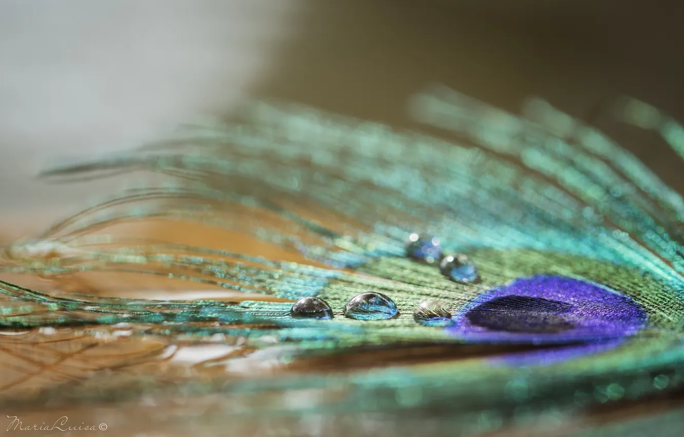 Photo wallpaper drops, macro, Shine, color, feathers
