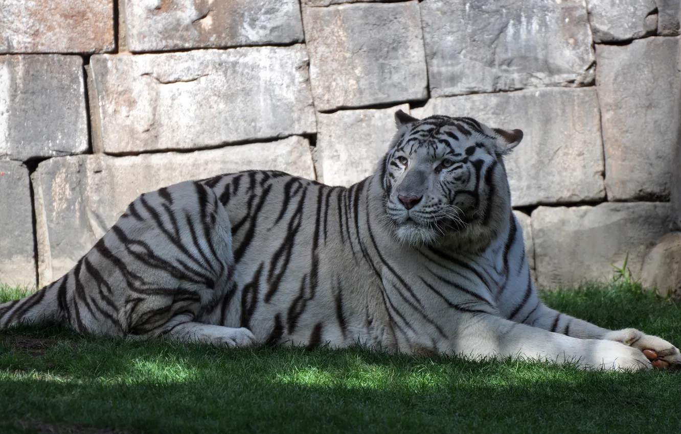 Photo wallpaper cat, grass, tiger, stone, shadow, white tiger