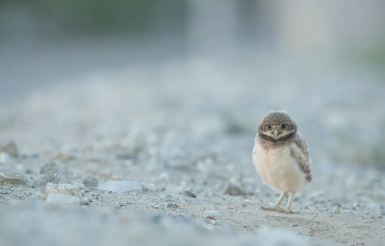 Photo wallpaper nature, bird, Burrowing Owl