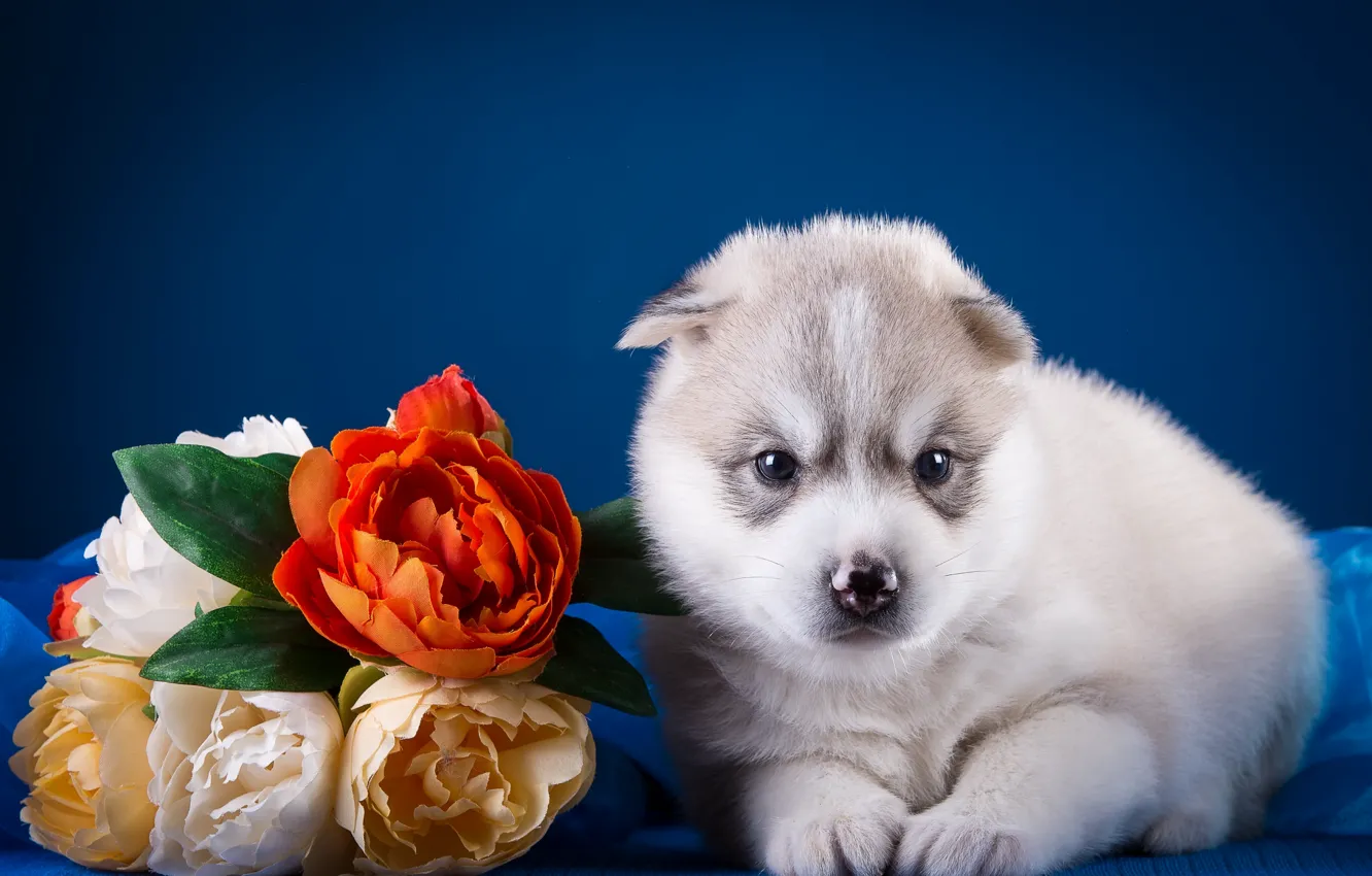Photo wallpaper flowers, baby, puppy, husky