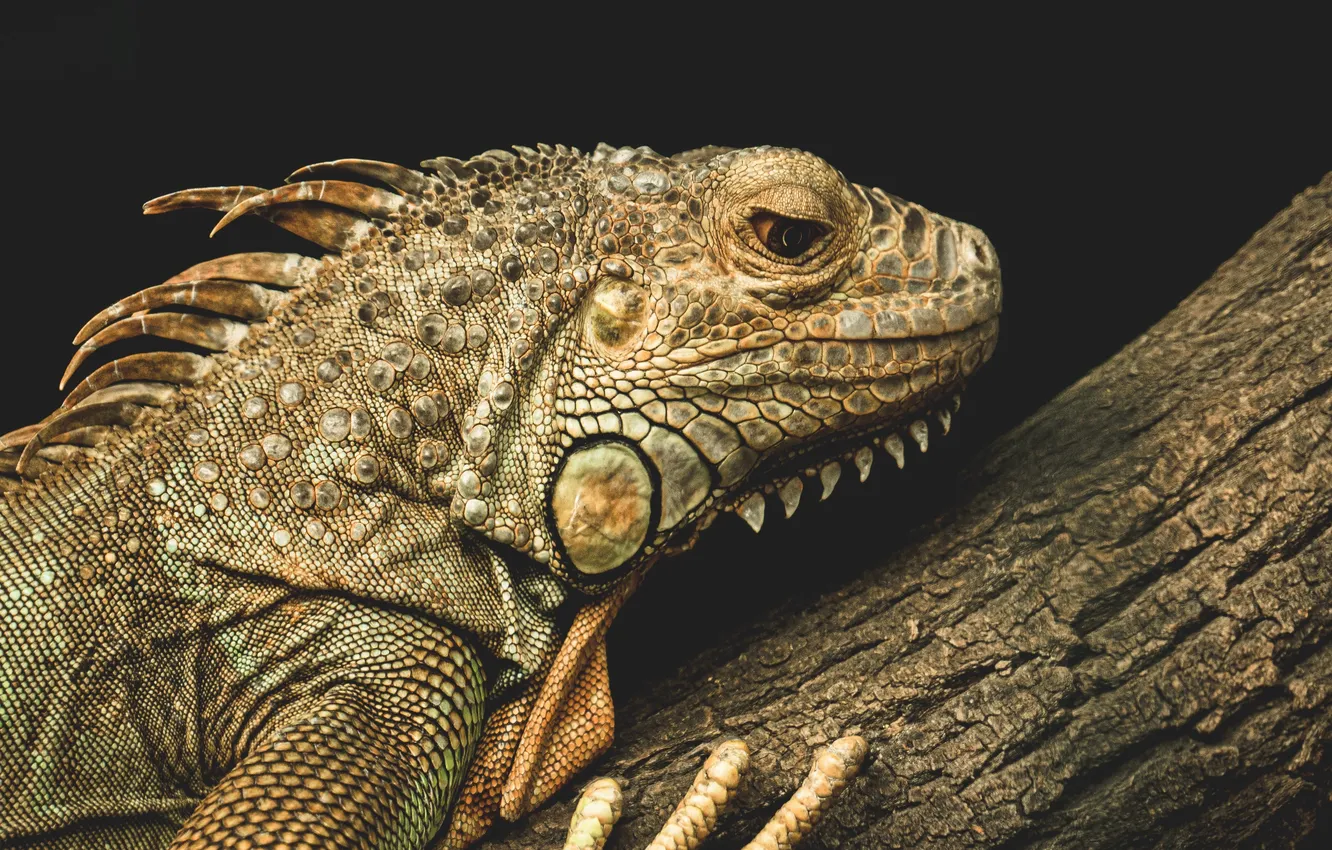Photo wallpaper lizard, iguana, wild animal