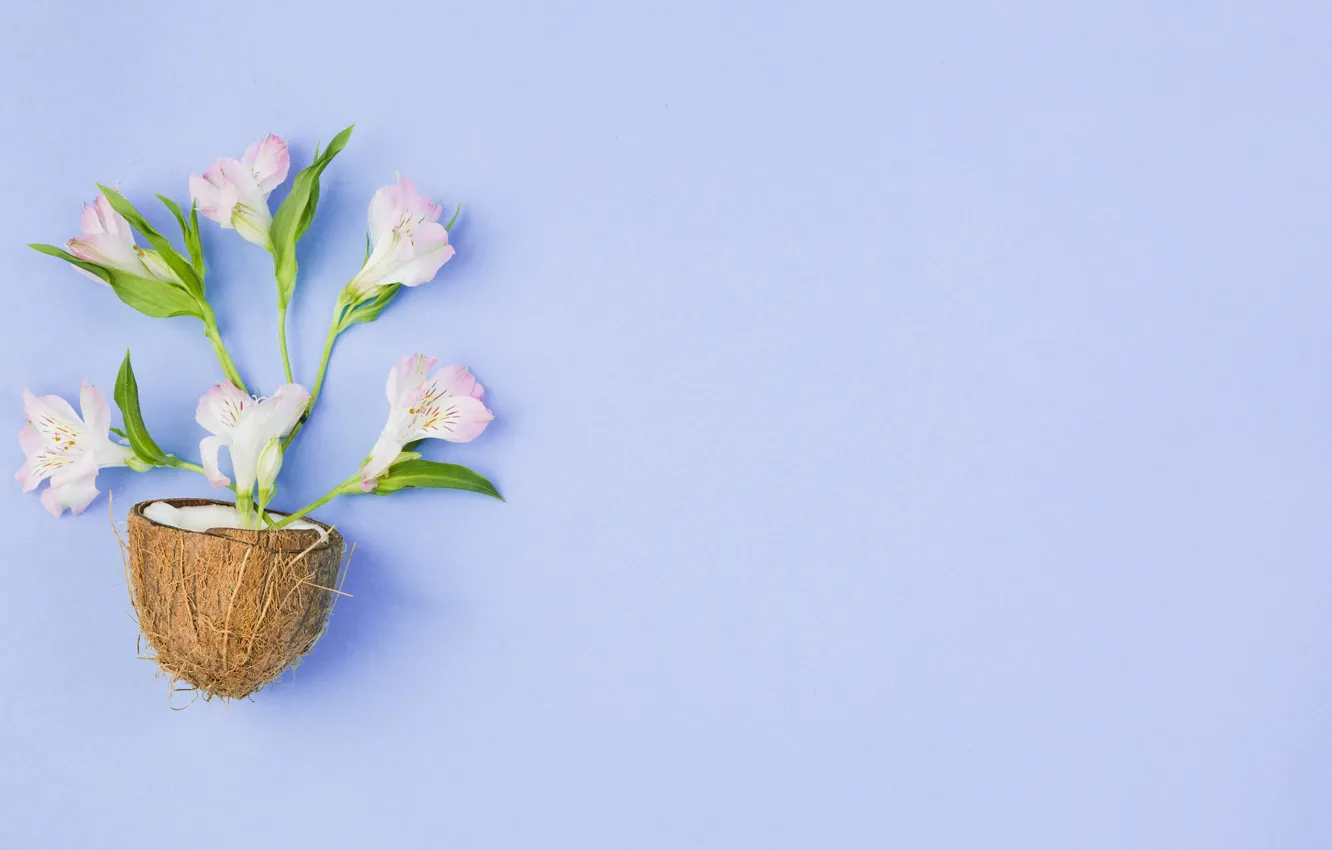 Photo wallpaper flowers, background, coconut, alstomeria