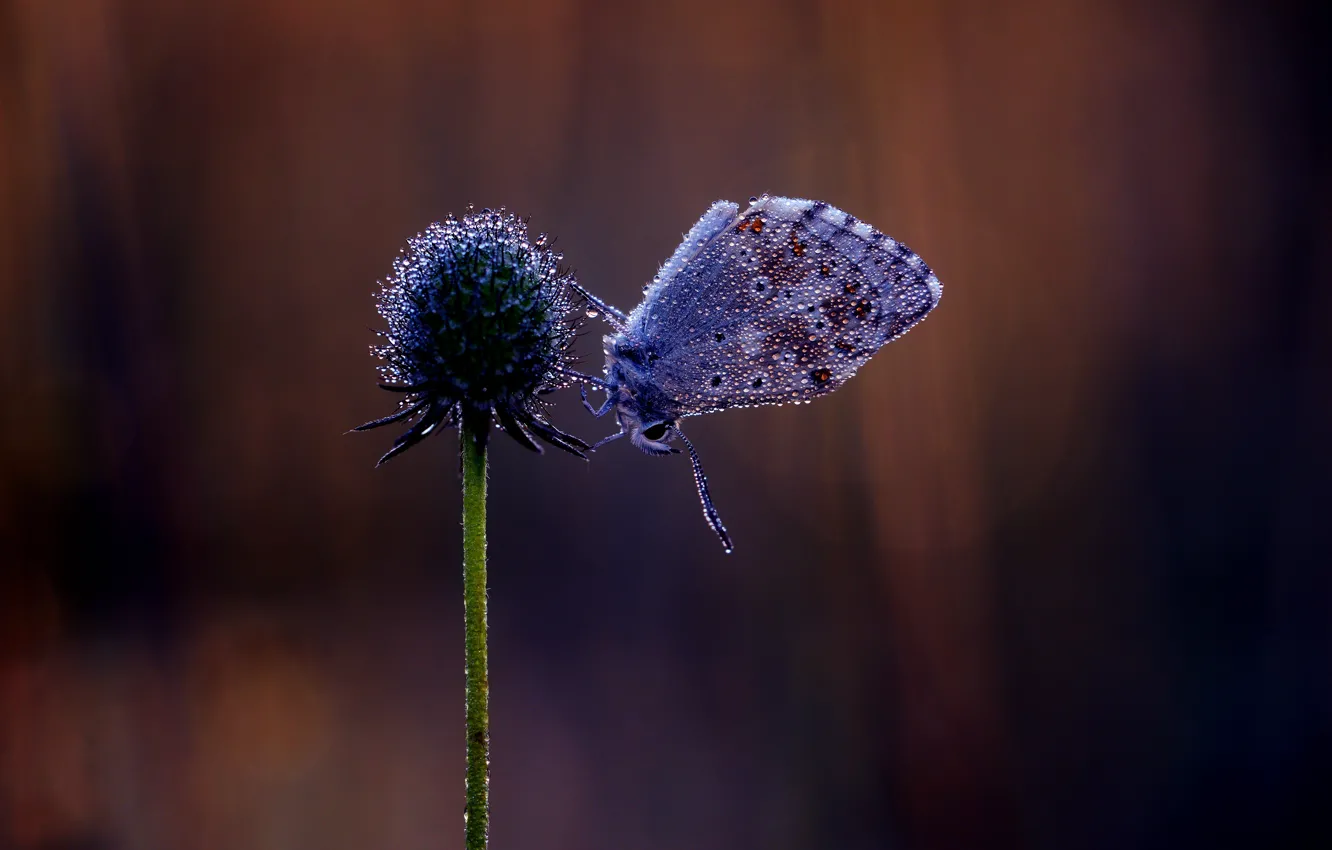 Photo wallpaper drops, macro, flowers, Rosa, the dark background, butterfly, stem, insect