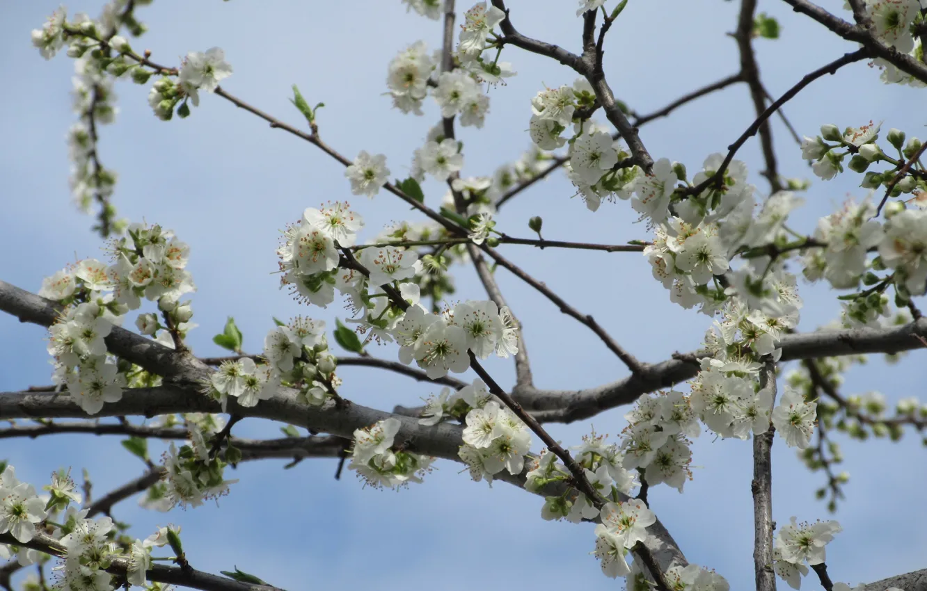 Photo wallpaper the sky, trees, branches, overcast, flowering, Mamala ©