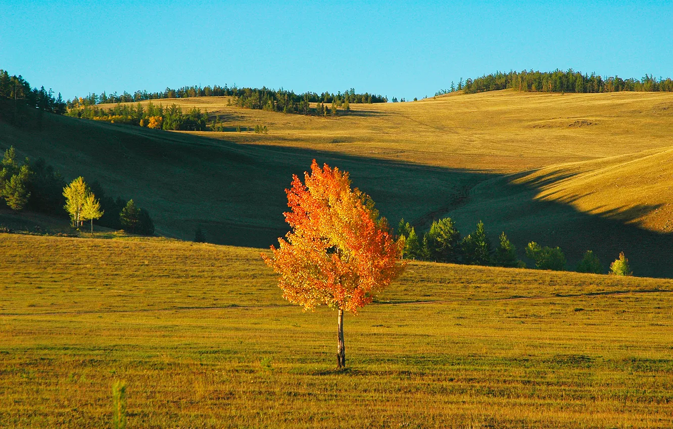 Photo wallpaper field, autumn, the sky, landscape, tree, the wind, hills, birch