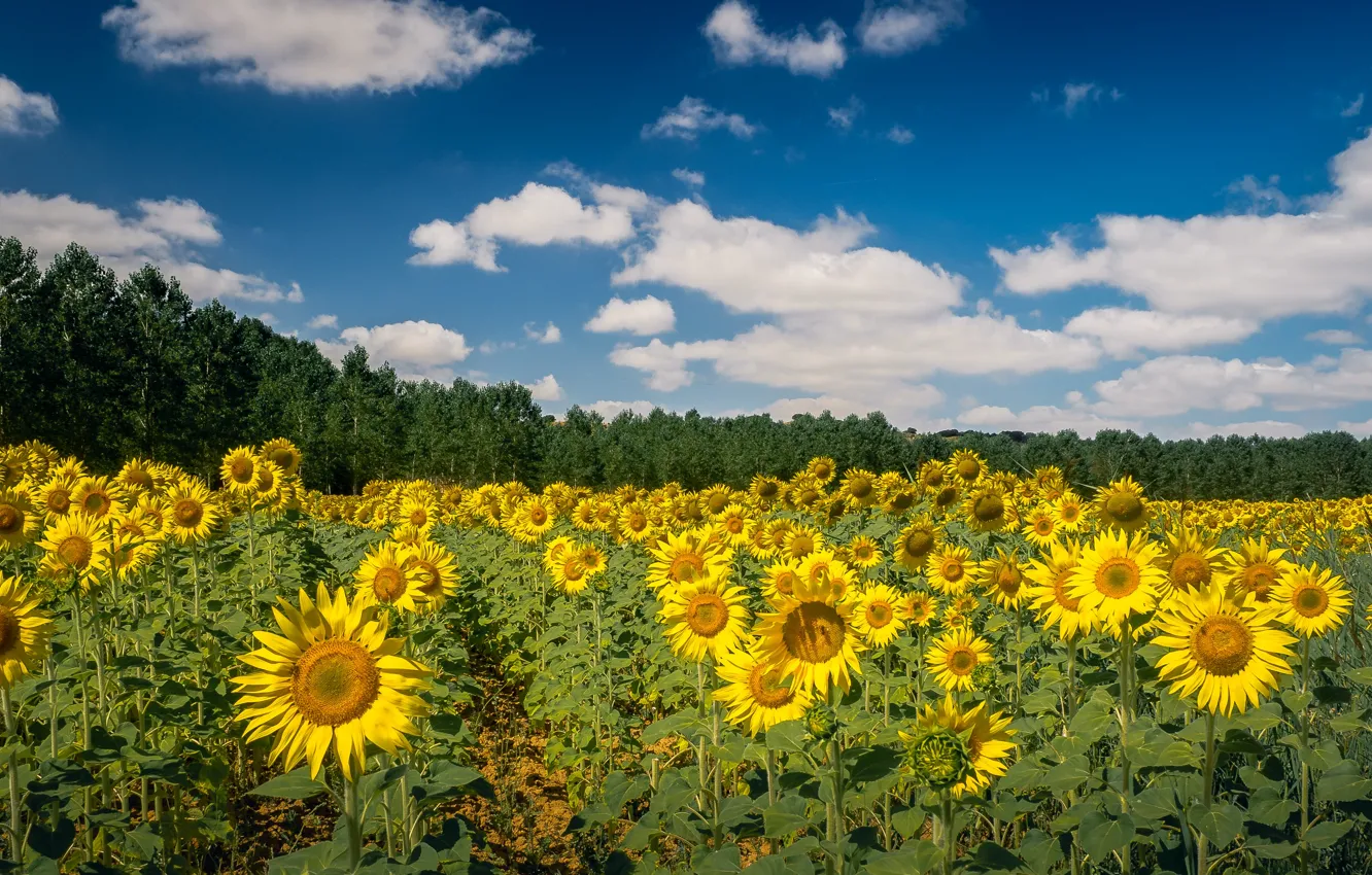 Photo wallpaper field, sunflowers, flowers