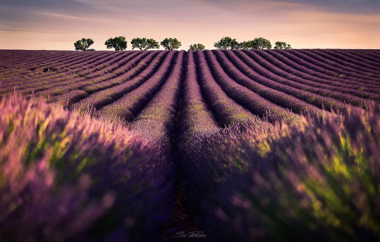 Photo wallpaper field, the sky, trees, flowers, lavender