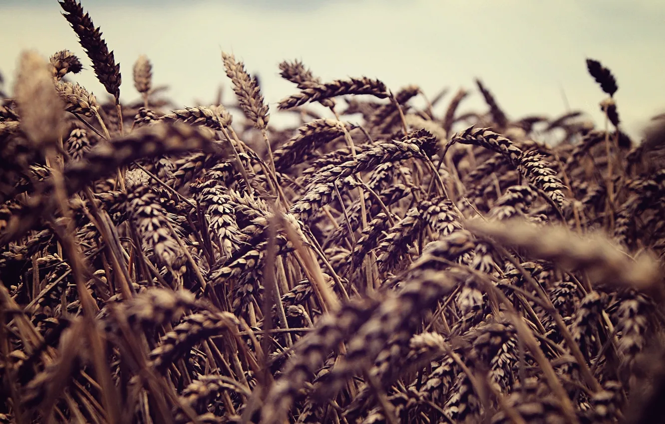 Photo wallpaper wheat, field, the sky, nature, spikelets, ears, fields, sky macro