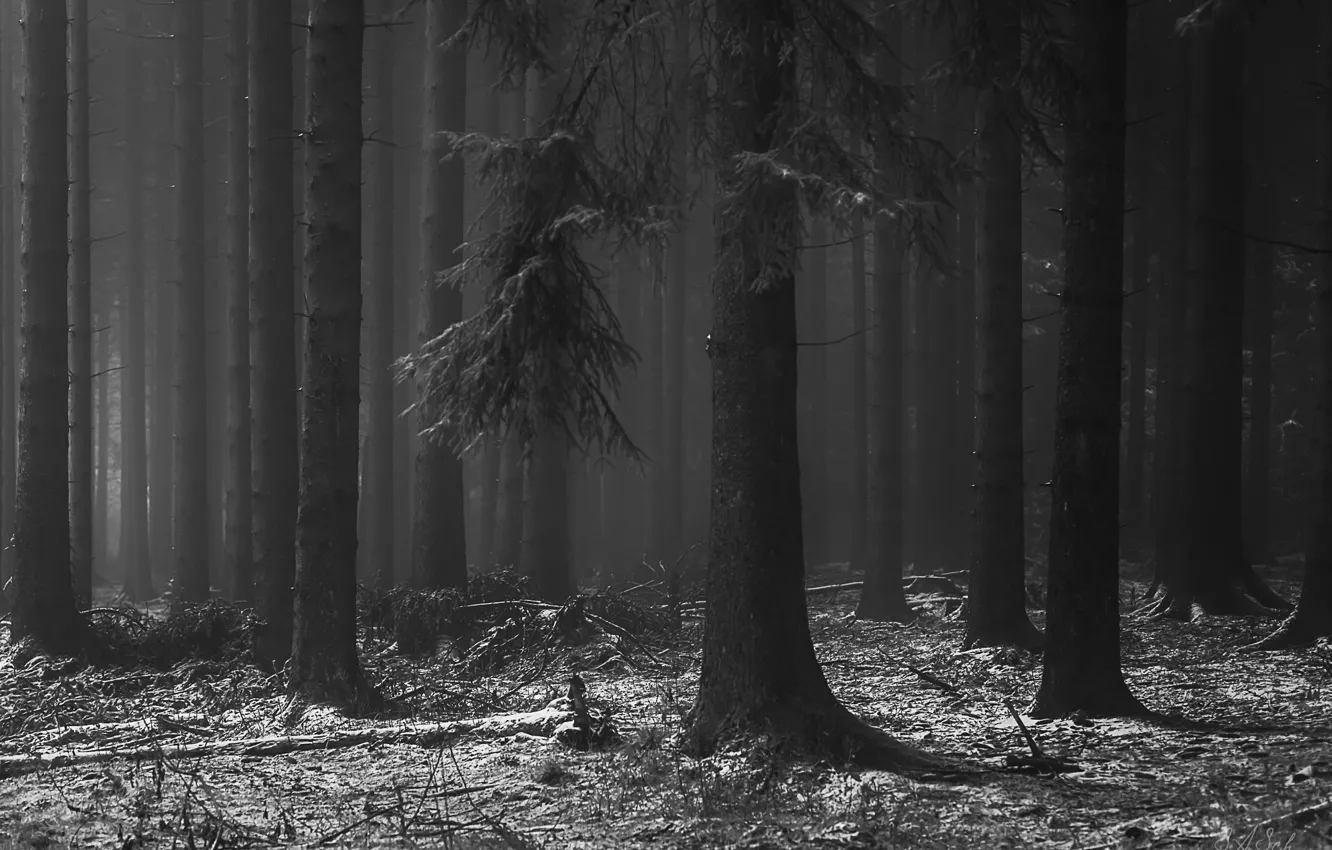 Photo wallpaper winter, forest, snow, trees, nature, fog, black and white, monochrome