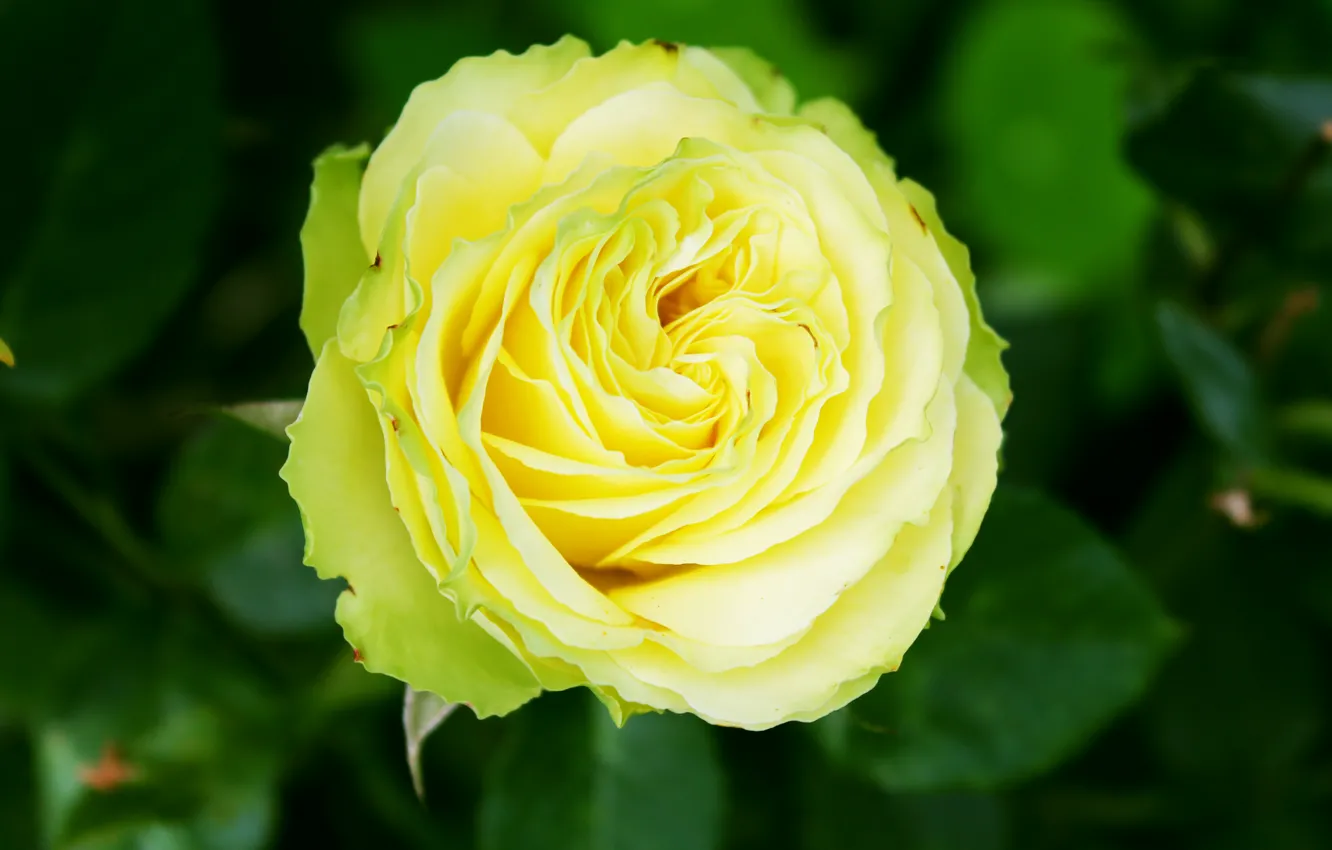 Photo wallpaper rose, bright, yellow-green combination