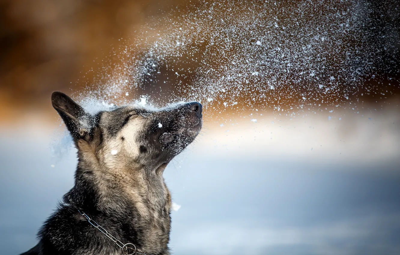 Photo wallpaper winter, snow, pose, dog, collar