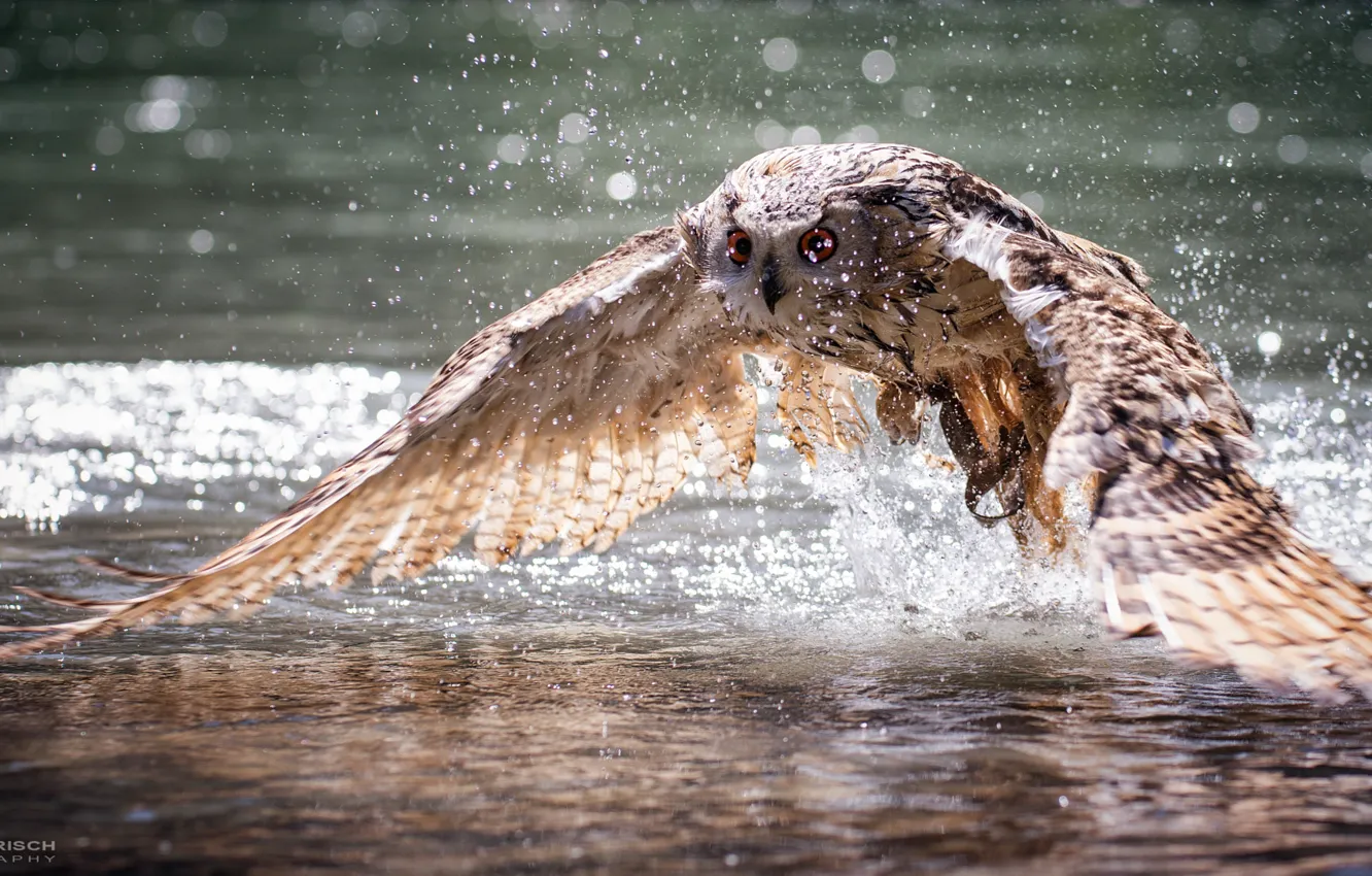 Photo wallpaper water, squirt, glare, owl, bird