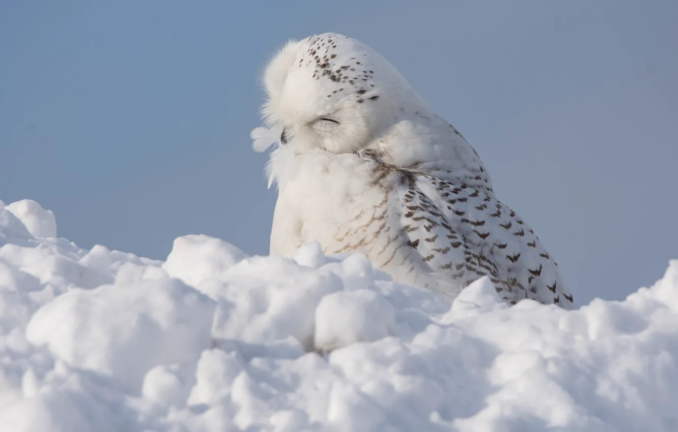 Photo wallpaper winter, snow, owl, bird, polar