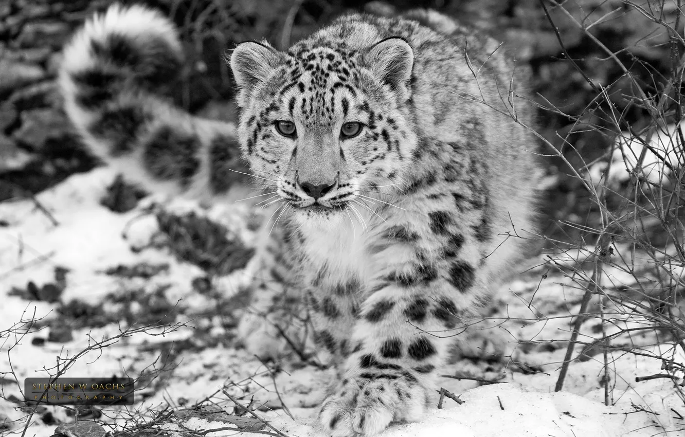 Photo wallpaper black and white, IRBIS, snow, stephen oachs, Leopard