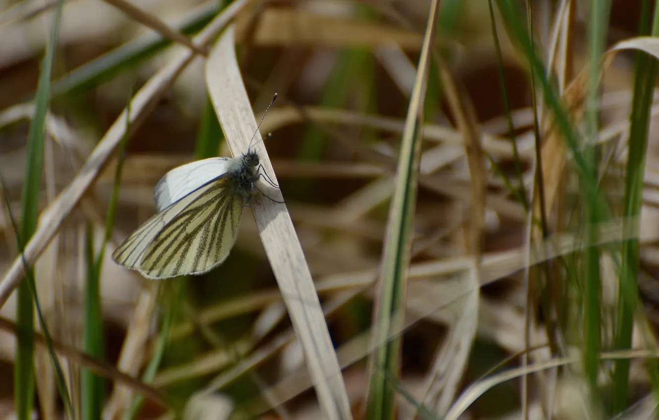 Photo wallpaper grass, macro, butterfly, spring mood, the aporia Crataegi