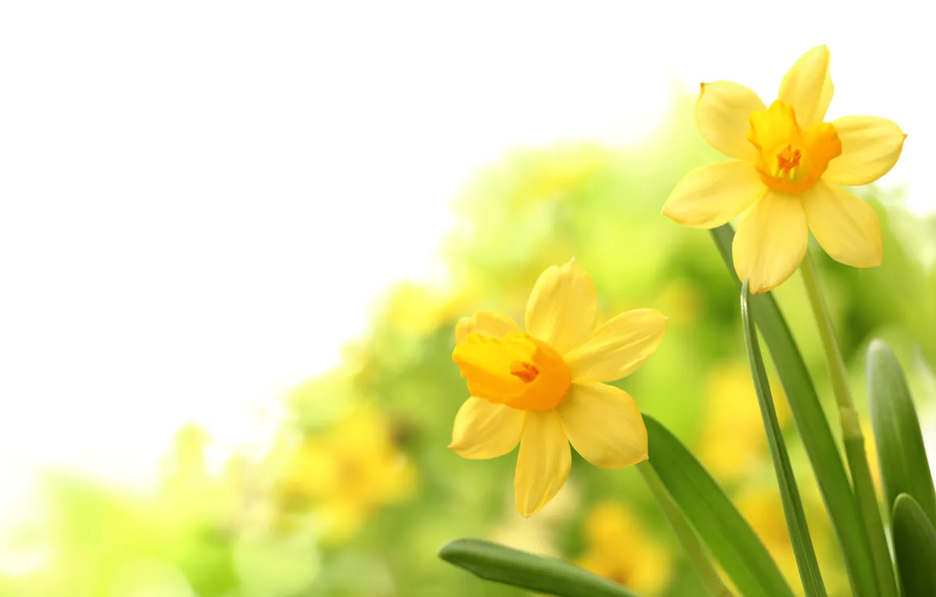 Photo wallpaper flowers, spring, flowering, daffodils