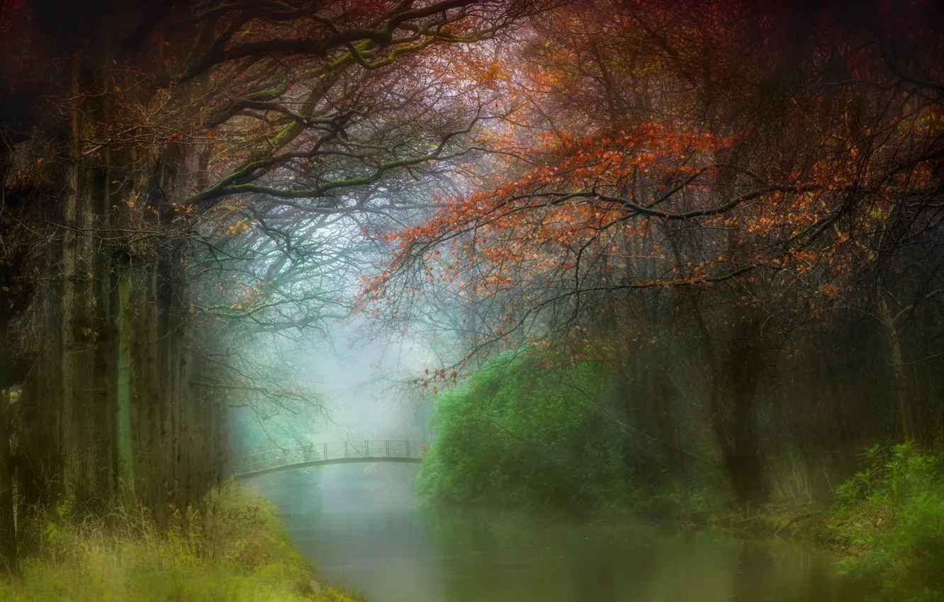Photo wallpaper autumn, trees, branches, fog, pond, shore, foliage, morning