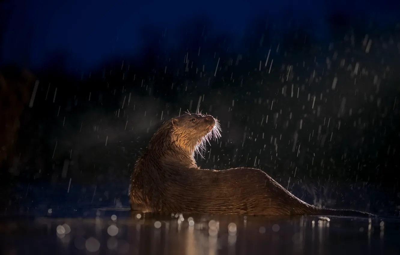 Photo wallpaper water, light, night, rain, wet, the evening, bokeh, otter